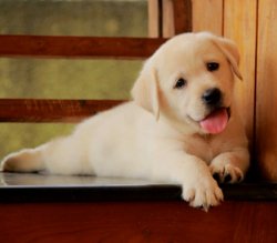 DogsIndia.com - Labrador Retriever - Sunflames - Rajan