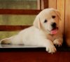 DogsIndia.com - Labrador Retriever - Sunflames - Rajan