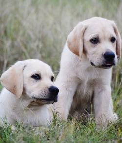 DogsIndia.com - Labrador Retriever - Sunflames - Rajan