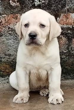 DogsIndia.com - Labrador Retriever - Sunflames - Rajan