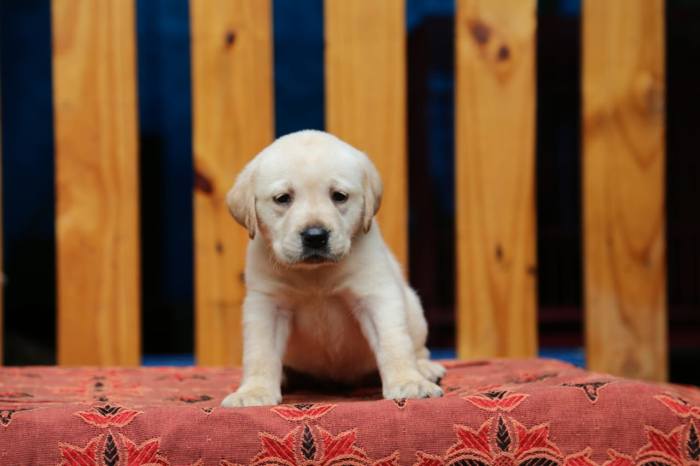 DogsIndia.com - Labrador Retriever - Sunflames - Rajan
