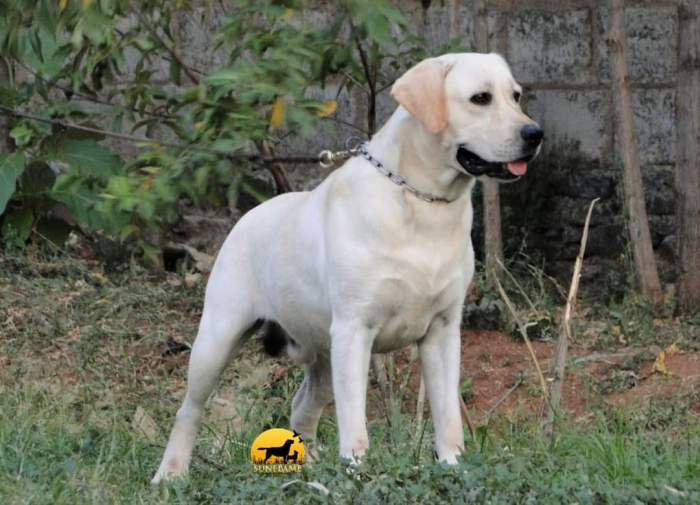 DogsIndia.com - Labrador Retriever - Sunflames - Rajan