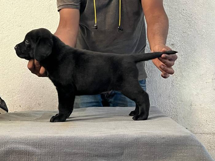 DogsIndia.com - Labrador Retriever - Sunflame Labradors - Rajan
