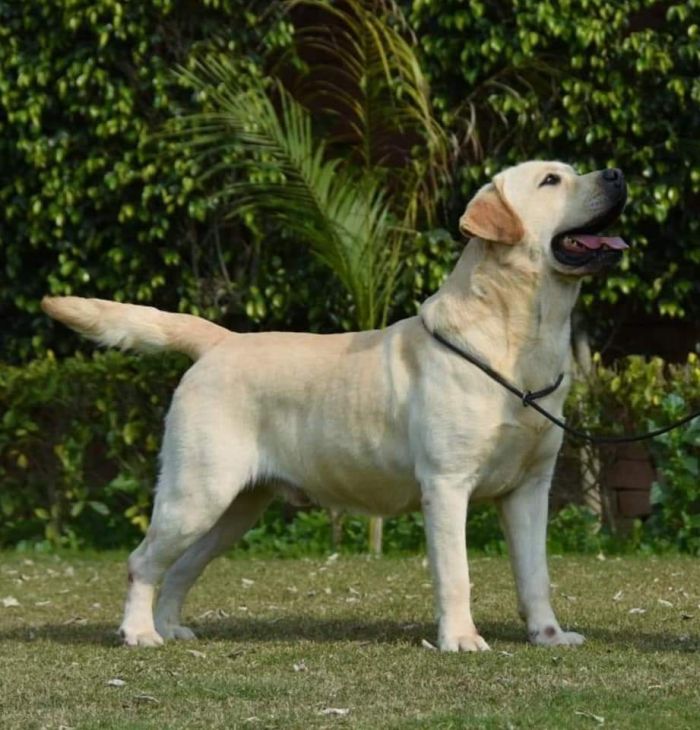 DogsIndia.com - Labrador Retriever - Sunflame Labradors - Rajan