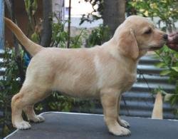 DogsIndia.com - Labrador Retriever - Sunflame Labradors - Rajan