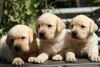 DogsIndia.com - Labrador Retriever - Sunflame Labradors - Rajan