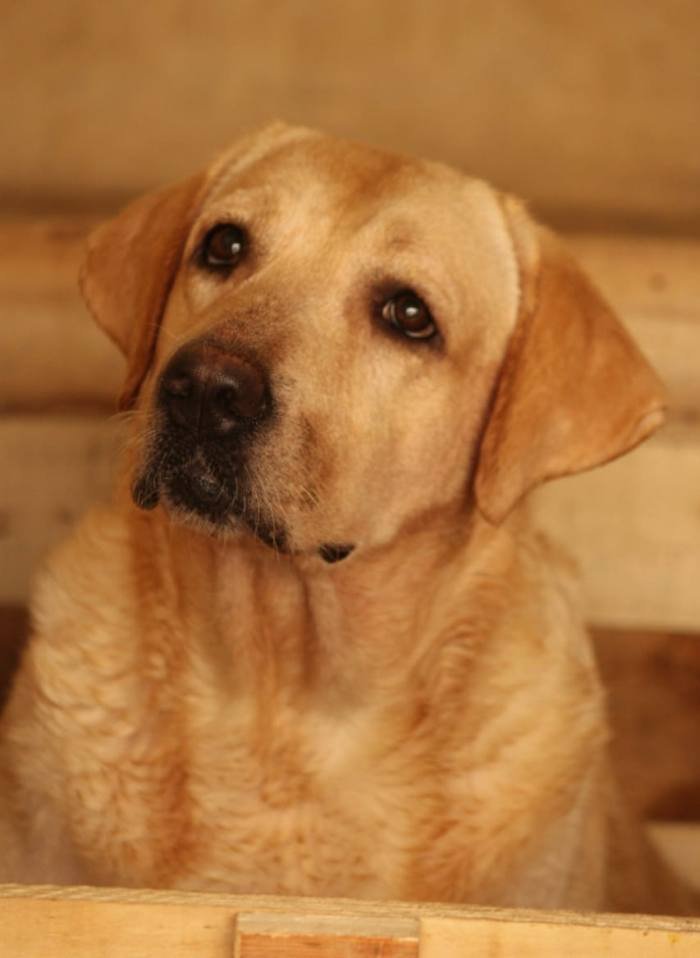 DogsIndia.com - Labrador Retriever - Sunflame Labradors - Rajan