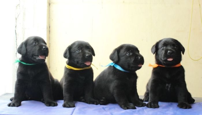 DogsIndia.com - Labrador Retriever - Sunflame Labradors - Rajan