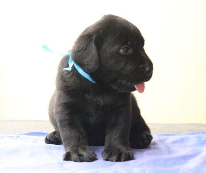 DogsIndia.com - Labrador Retriever - Sunflame Labradors - Rajan