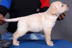 DogsIndia.com - Labrador Retriever - Sunflame Labradors - Rajan