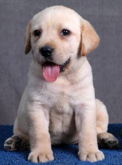 DogsIndia.com - Labrador Retriever - Sunflame Labradors - Rajan