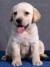 DogsIndia.com - Labrador Retriever - Sunflame Labradors - Rajan