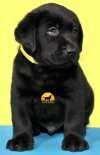 DogsIndia.com - Labrador Retriever - Sunflame Labradors - Rajan