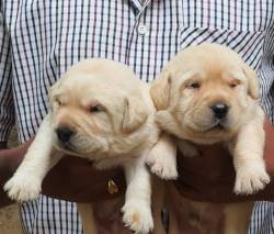DogsIndia.com - Labrador Retriever - Sunflame Labradors - Rajan