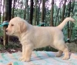 DogsIndia.com - Labrador Retriever - Sunflame Labradors - Rajan