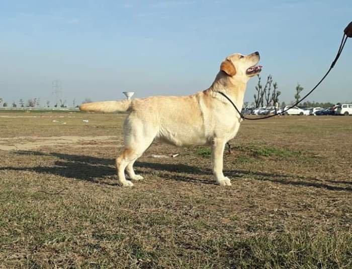 DogsIndia.com - Labrador Retriever - Sunflames Rajan