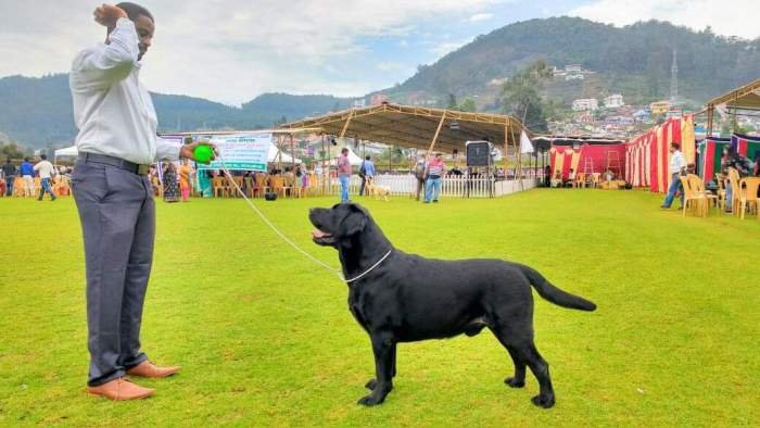 DogsIndia.com - Labrador Retriever - Sunflames Rajan