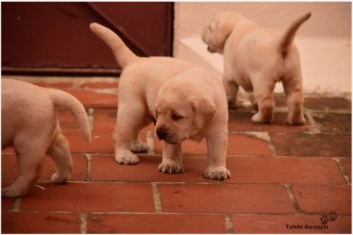 DogsIndia.com - Labrador Retriever