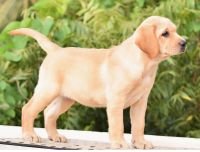 Labrador Retriever