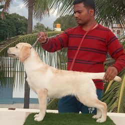 DogsIndia.com  Labrador  Umesh