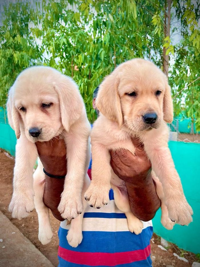 DogsIndia.com - Labrador Retriever - Vemo Outriders Kennel
