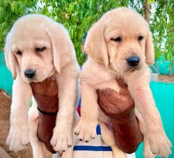 DogsIndia.com - Labrador Retriever - Vemo Outriders Kennel