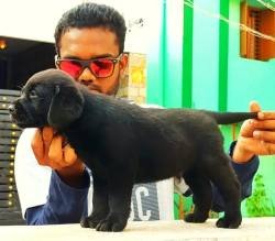 DogsIndia.com - Labrador Retriever - Visak Kumar