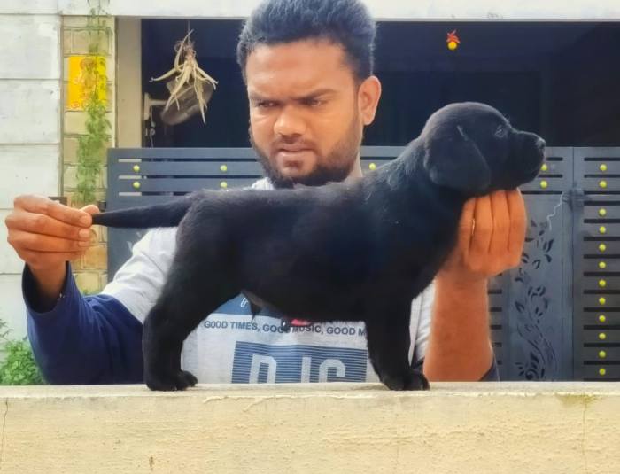 DogsIndia.com - Labrador Retriever - Visak Kumar