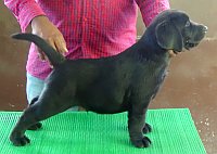 DogsIndia.com - Labrador Retriever - Matchpoint Kennel