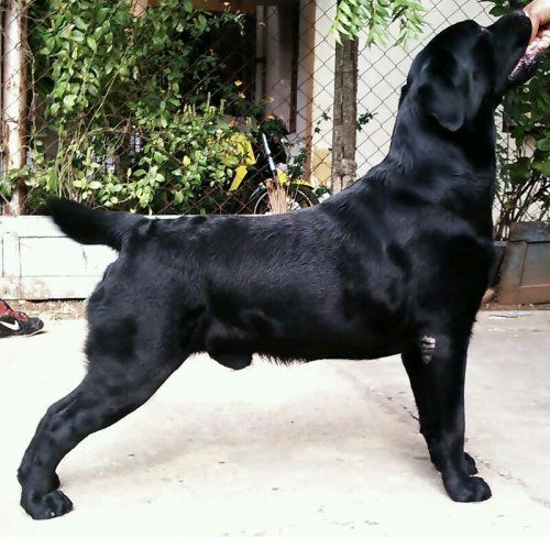 DogsIndia.com - Labrador Retriever - Matchpoint
