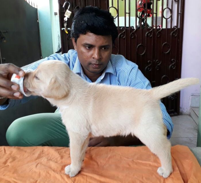 DogsIndia.com - Labrador Retriever - Matchpoint