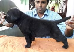DogsIndia.com - Labrador Retriever - Matchpoint