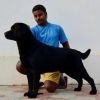 DogsIndia.com - Labrador Retriever - Matchpoint