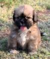 DogsIndia.com - Lhasa Apso - Jeyaraj