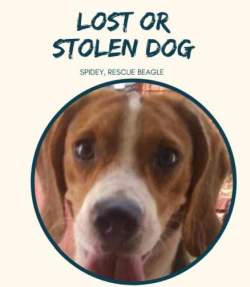 DogsIndia.com - Lost Beagle - Prithvi
