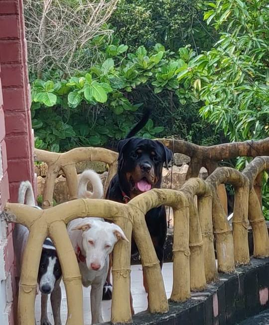 DogsIndia.com - Lost Dog - Priyansh Pandey