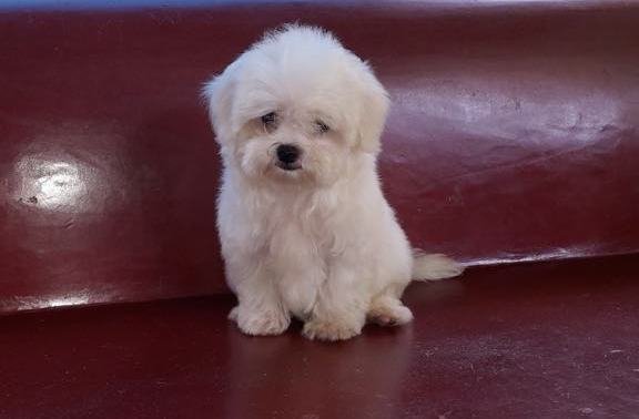 DogsIndia.com - Maltese Terrier - Derick