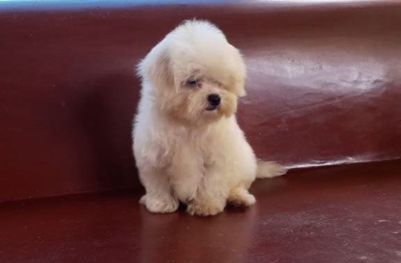 DogsIndia.com - Maltese Terrier - Derick
