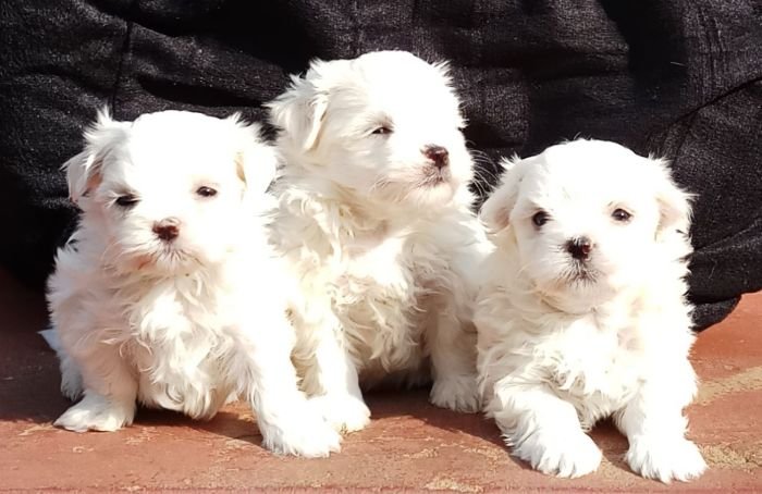 DogsIndia.com - Maltese Terrier - Derick