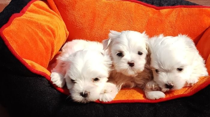 DogsIndia.com - Maltese Terrier - Derick