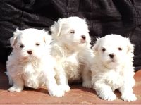 DogsIndia.com - Maltese Terrier - Derick