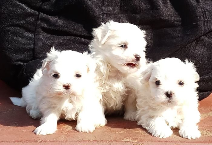 DogsIndia.com - Maltese Terrier - Derick