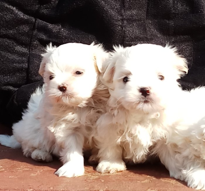 DogsIndia.com - Maltese Terrier - Derick