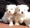 DogsIndia.com - Maltese Terrier - Derick