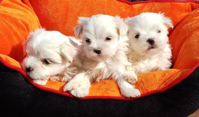 DogsIndia.com - Maltese Terrier - Derick