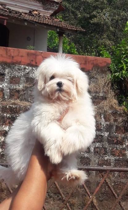 DogsIndia.com - Maltese Terrier - Derick