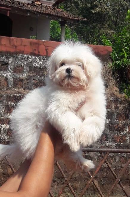DogsIndia.com - Maltese Terrier - Derick