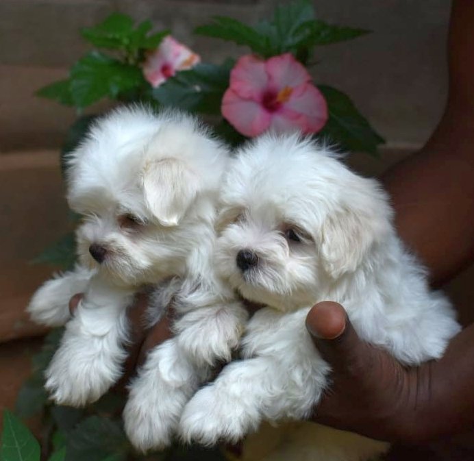 DogsIndia.com - Maltese Terrier - Derick