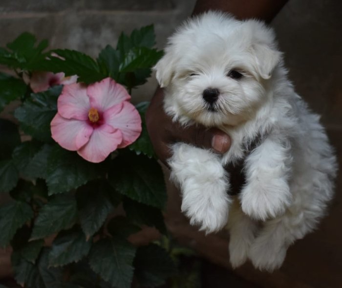 DogsIndia.com - Maltese Terrier - Derick