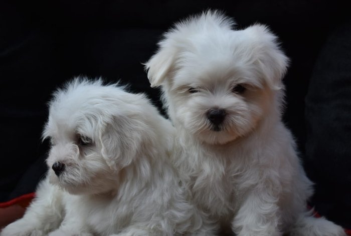 DogsIndia.com - Maltese Terrier - Derick
